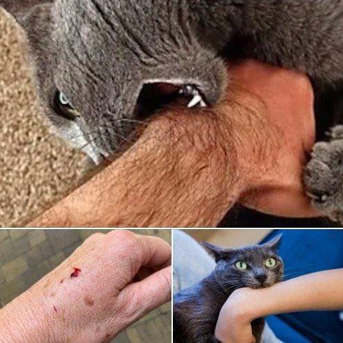 If the cat bites you, here’s what it really means… – Positivity Press
