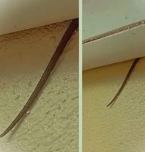 What’s That Hanging From the Ceiling? Online User Shares Creepy Discovery – Page 2 of 3 – All easy recipes